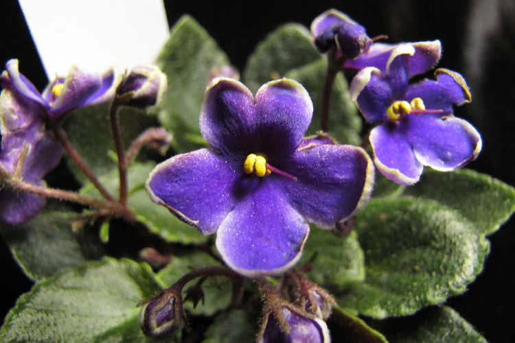 Violeta africana, Optimara Little Azurite