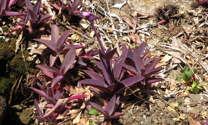 Planta de corazón púrpura al aire libre