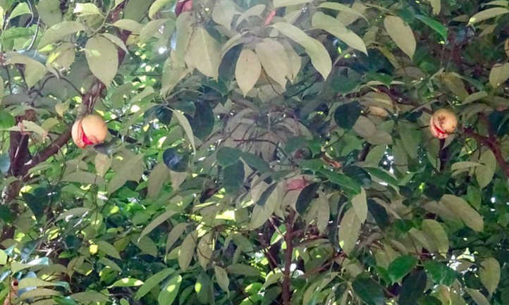 Partición de nuez moscada en el árbol