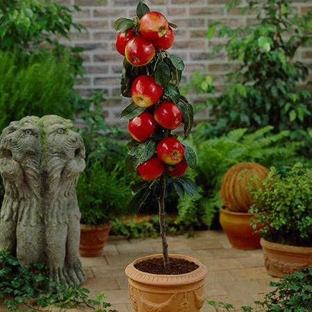 Manzana roja columnar