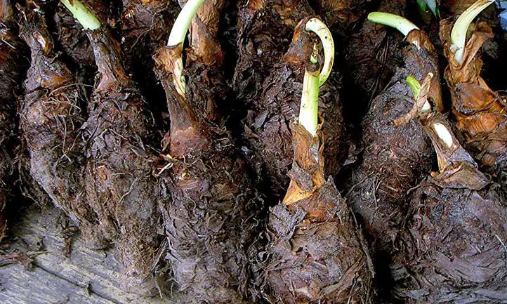 Cormos de Colocasia esculenta listos para plantar