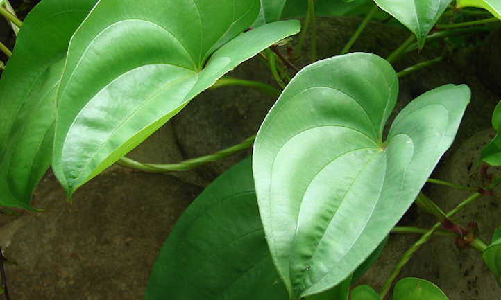 Dioscorea alata leaves
