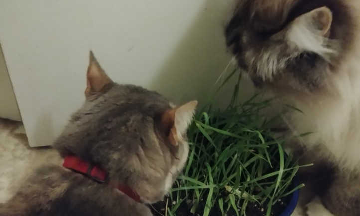 Cats eating cat grass