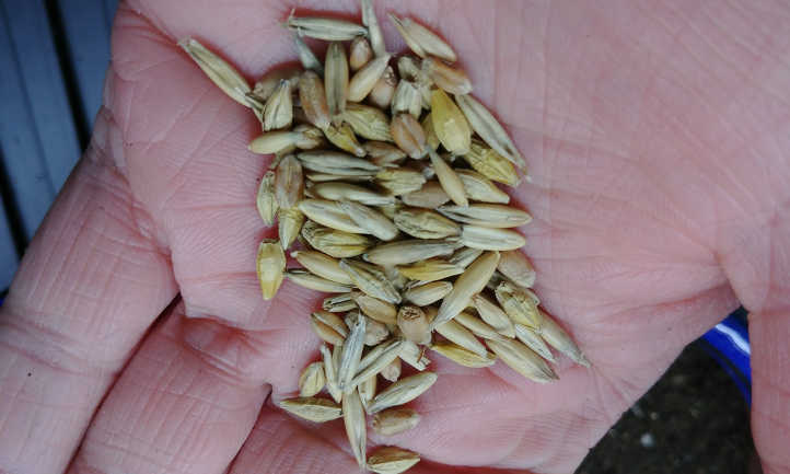 A mix of cat grass seeds