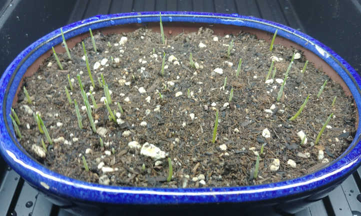 Cat grass sprouting