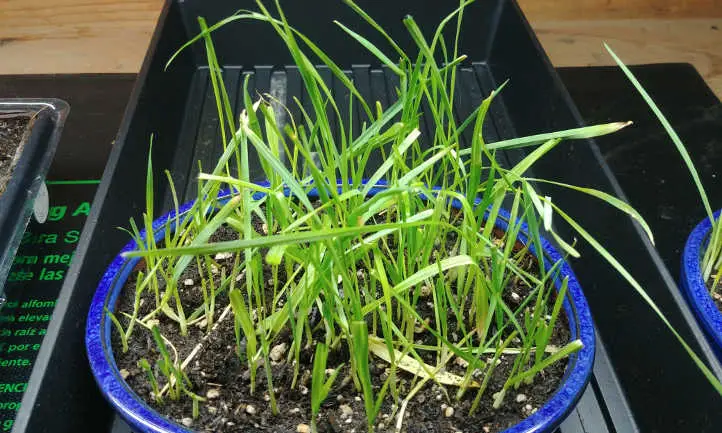 Cat grass getting unruly