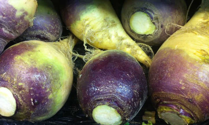 Purple topped rutabaga roots