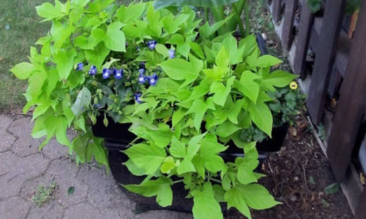 Sweet potato vine trailing out of container