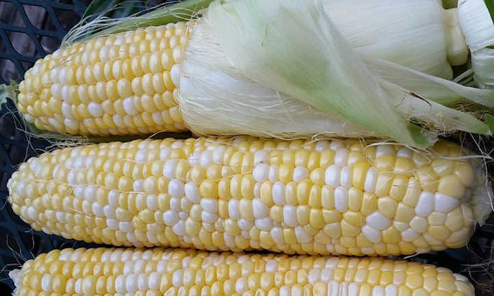 Corn with husk and silk