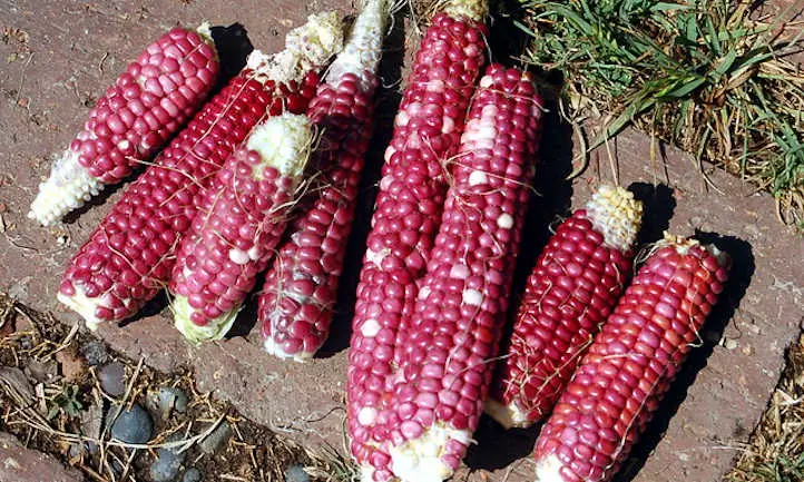 Flour corn 'Purple Hopi' variety