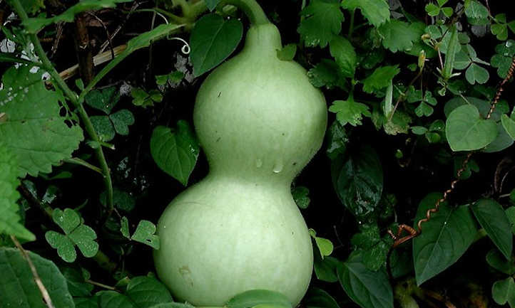 Bottle gourd