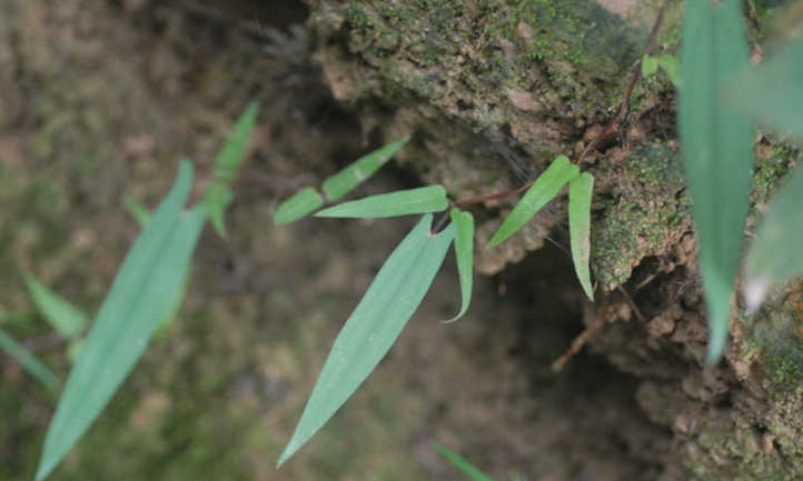 hojas de yamaimo