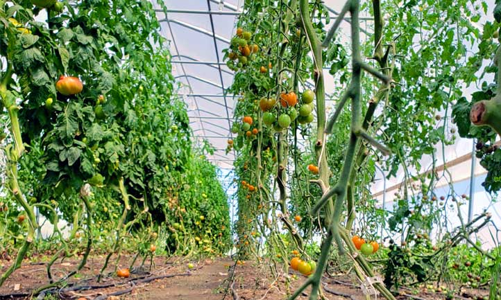 Espaciado de tomates en un invernadero.