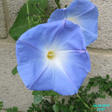 Ipomoea tricolor Heavenly Blue