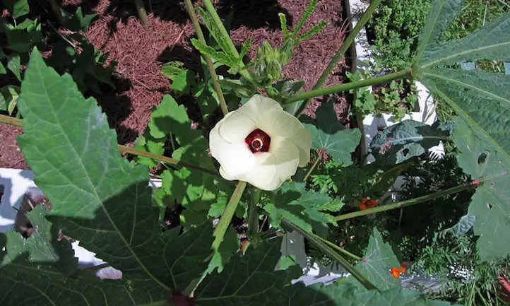 Flor de quimbombó