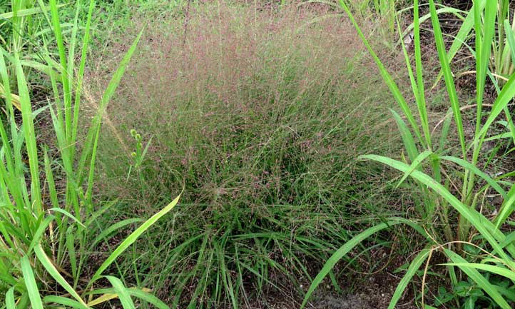 Purple lovegrass in the wild