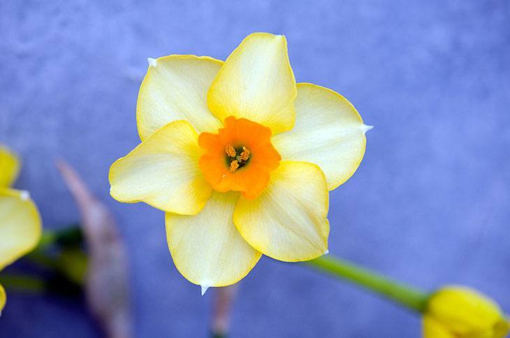 Narciso Flor de verano