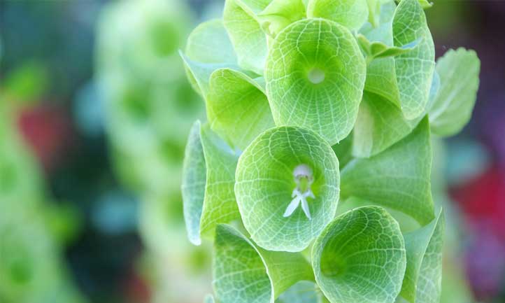 Bells of Ireland es una gran flor para principiantes para probar en su jardín ornamental