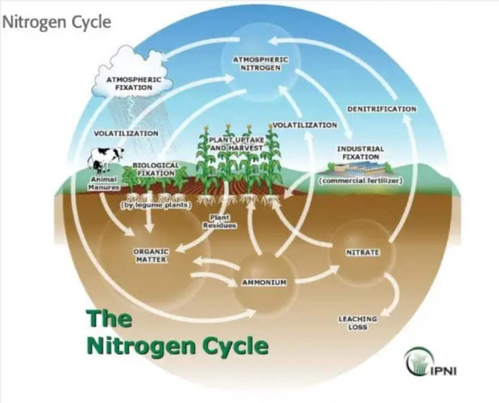 El ciclo del nitrógeno ilustrado de forma visual.