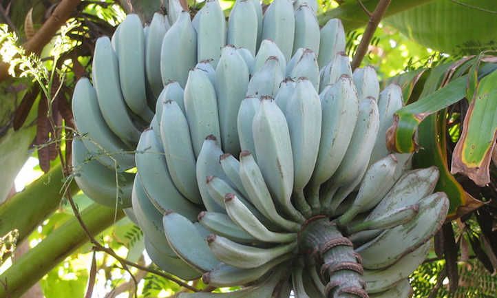 Plátano azul de Java