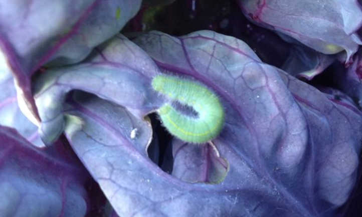 Cabbage worm on purple cabbage