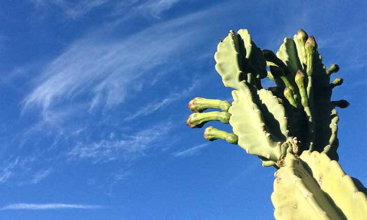 Una hermosa foto del cactus de cobertura contra el cielo azul brillante