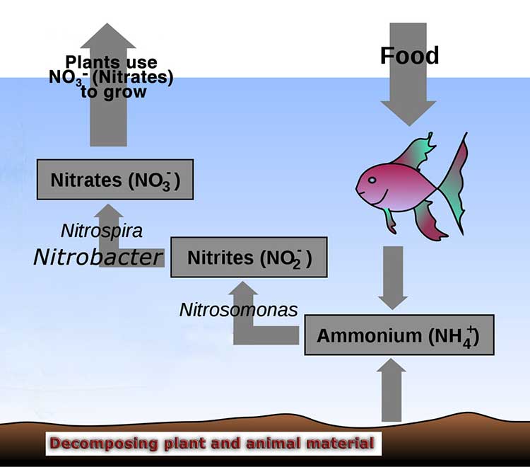 Ilustración del ciclo del nitrógeno en acuaponia