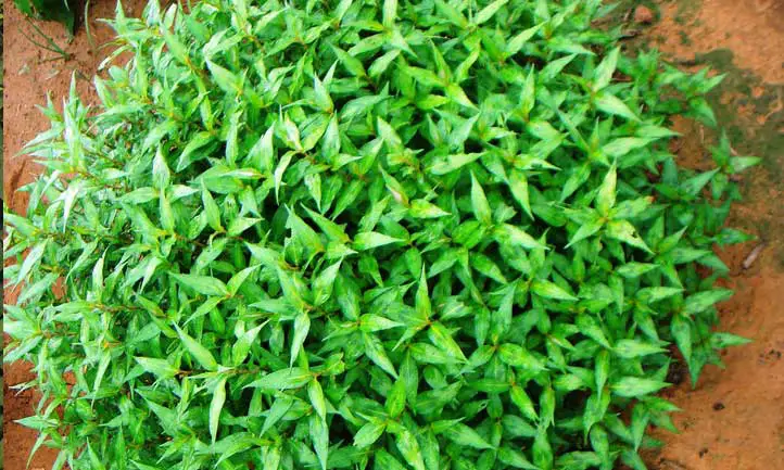 El hábito de crecimiento prolífico y espeso del cilantro vietnamita lo convierte en una hierba de cocina increíble