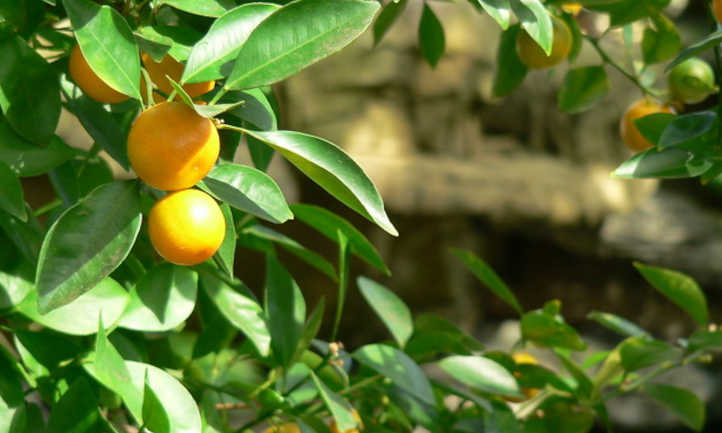Naranjo sano con fertilizante cítrico aplicado