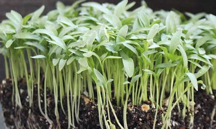 Microvegetales de cilantro Slow Bolt