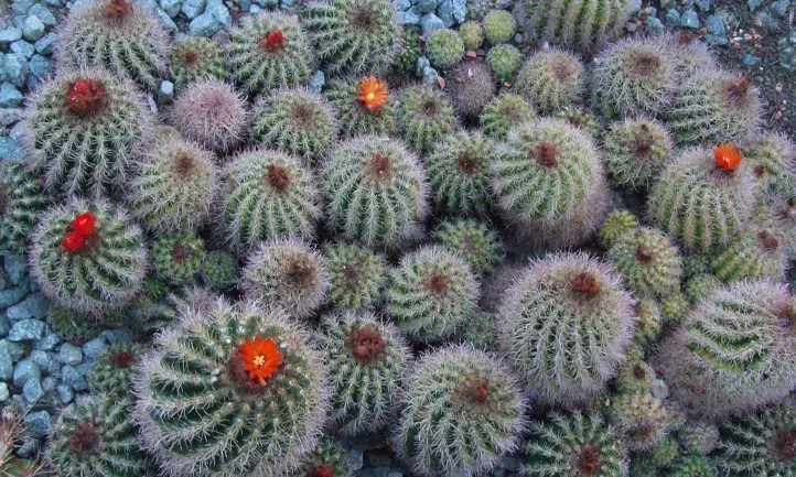 Cómo propagar cactus
