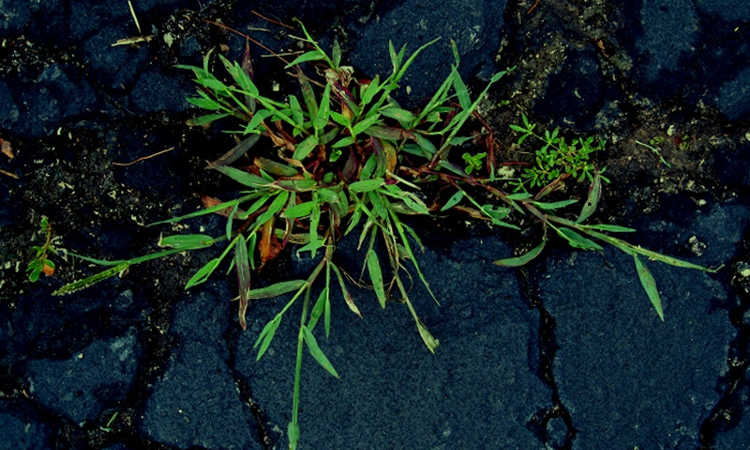 Crabgrass creciendo a través del pavimento