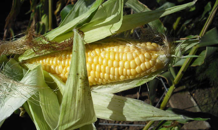 Cuándo cosechar maíz