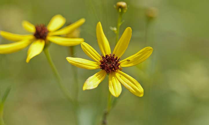 El color amarillo hace una aparición prominente en estas flores.