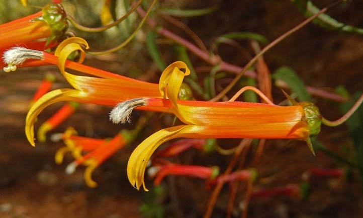 Flor de la Lobelia laxiflora, perfecta para colibríes