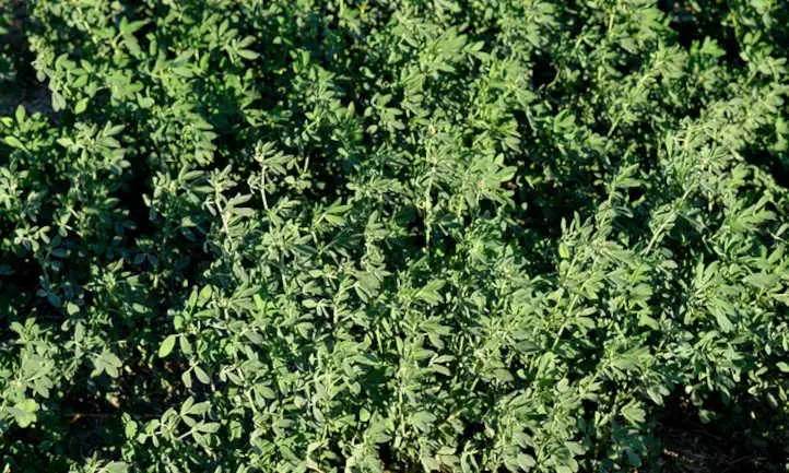 cultivo de alfalfa