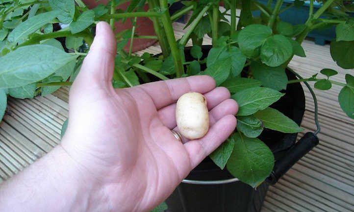 Patata y planta en balde