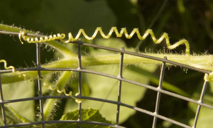 El patrón helicoidal de un zarcillo de pepino es fascinante de ver desarrollarse