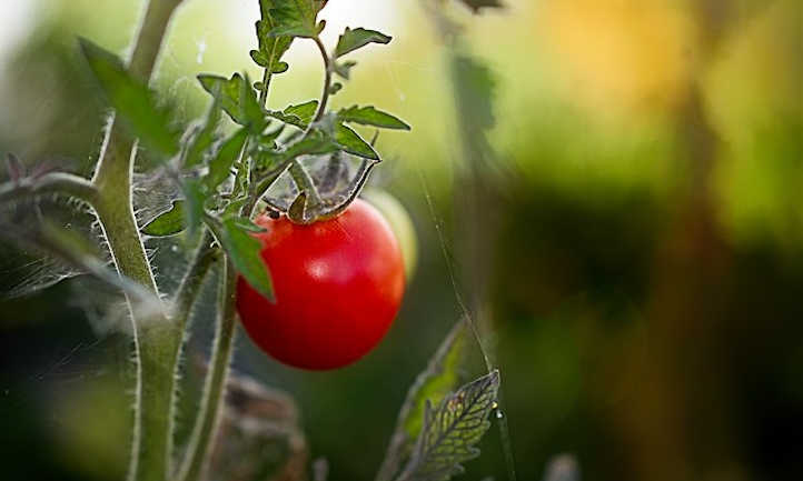 cultivo de tomates en interior