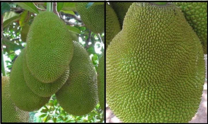 Durian vs jaca