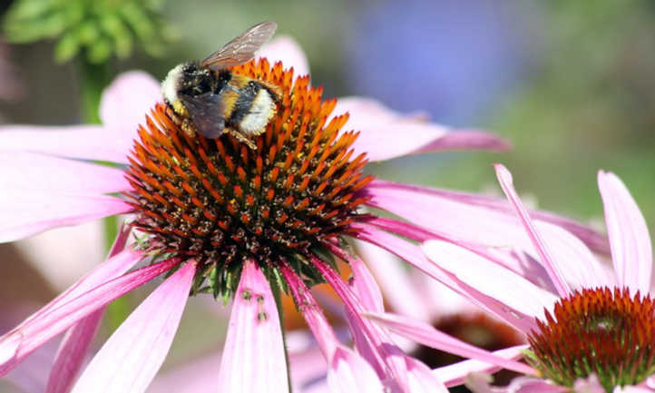 Echinacea purpurea con abeja