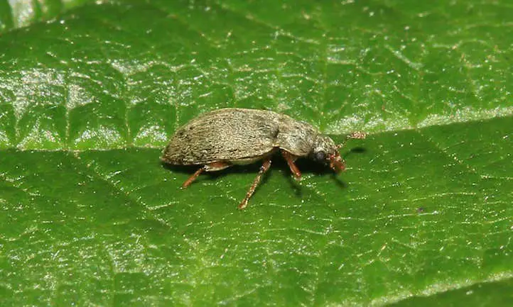 escarabajo de frambuesa