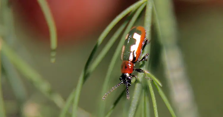 Escarabajo común del espárrago