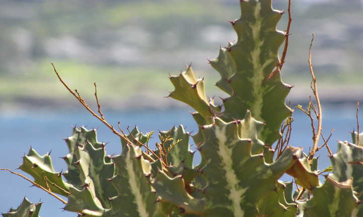 Euphorbia lactea hojas
