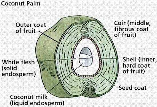 Dentro de un coco