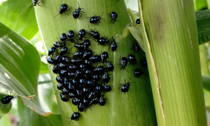 Escarabajos pulgas del maíz