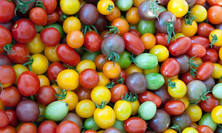 cultivo de tomates cherry
