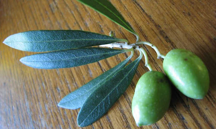 cultivo de olivos