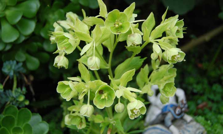 El heléboro apestoso, un sorprendente floreciente para climas fríos, es una planta imprescindible en su jardín.
