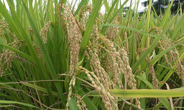 Como cultivar arroz